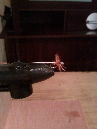 Ephémère queue longue