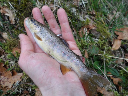 troisième, prise en nymphe