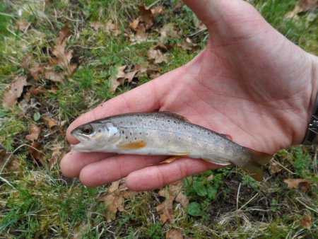 La deuxième !!!truitelle