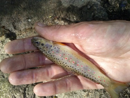 10/05/2015 encore une belle journée avec cette truitelle en séche