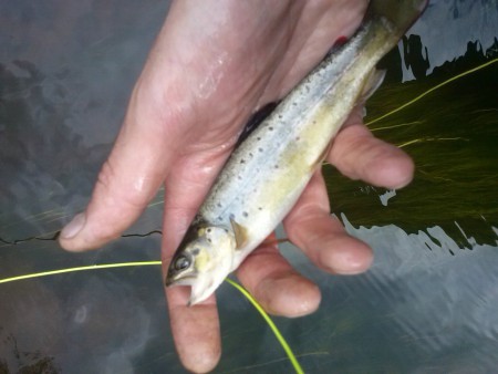 24/05/15 Truite prise en amont de l'usine élecrique sur la diège.