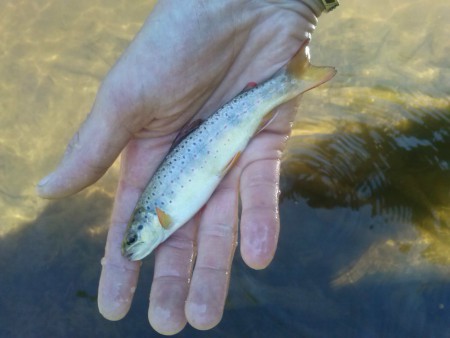  3/06/15 Truitelle prise sur mon secteur préfèrè