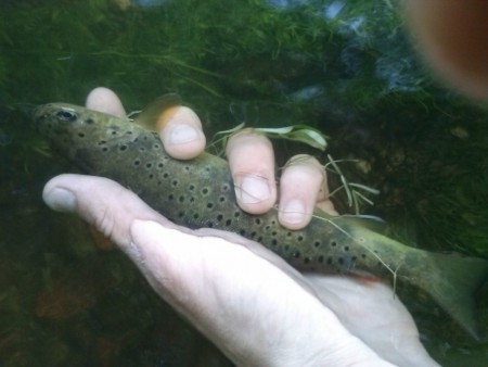 Truite prise le 21/06/15 au matin