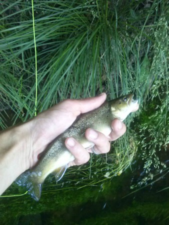 Autre tuite prise le même jour au soir