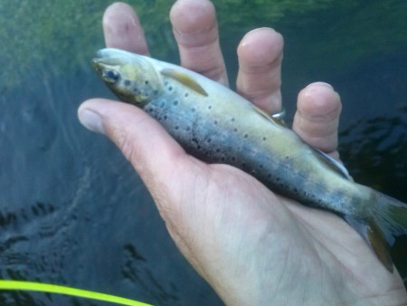 truite prise au soir le 23/06/15