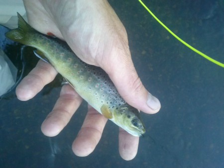 Une ch'tite truite