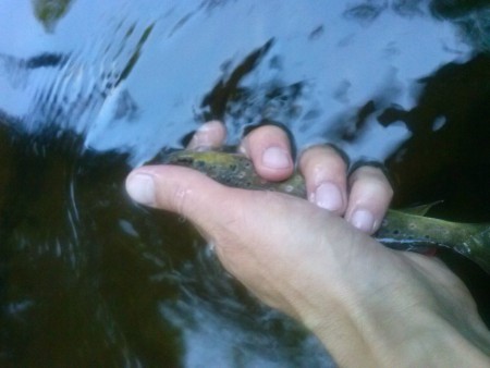 Truite prise sur la Diège le 23/07/2015 au soir(voir article 1 endroit sympa)