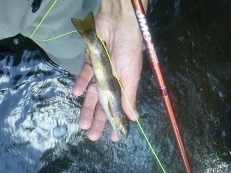 Truite prise le 6/08/2015 (voir article un chouette coin)