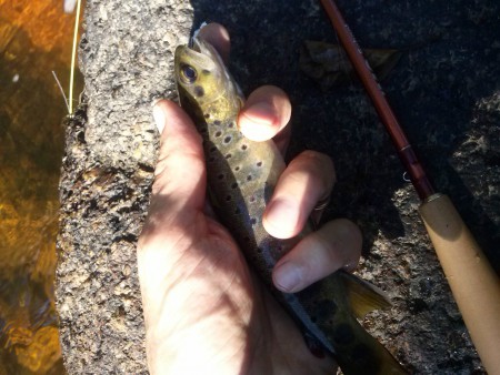 Truite prise en aval de l'usine hydroéléctrique(2e categorie)